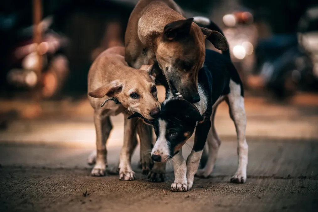 Rio Branco terá abrigo municipal para animais em situação de rua