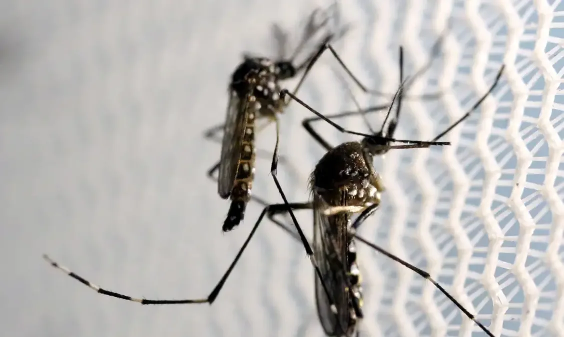 Acre realiza mobilização contra a dengue neste sábado (14) devido a aumento nos casos da doença