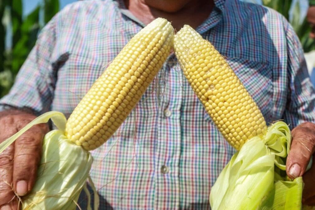 Com mais de 64 mil hectares de área plantada, safra no Acre em novembro fechou em 187.509 toneladas