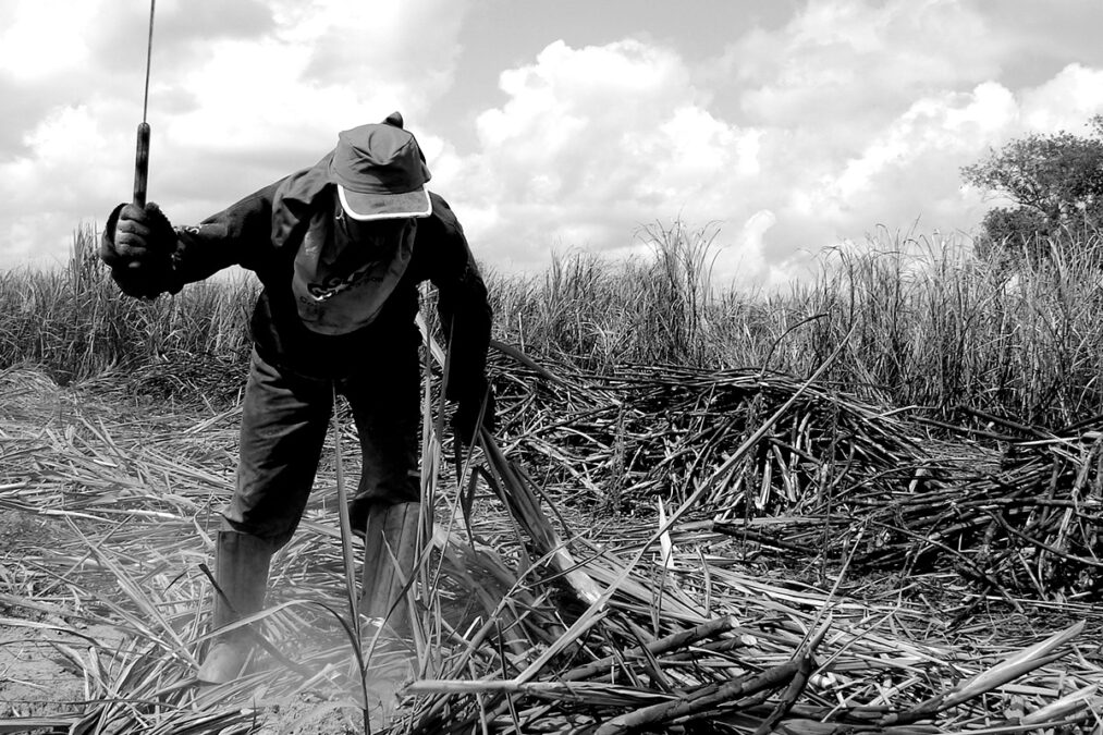 Brasil quebra recorde de denúncias de trabalho escravo em 2024, com quase 4 mil relatos