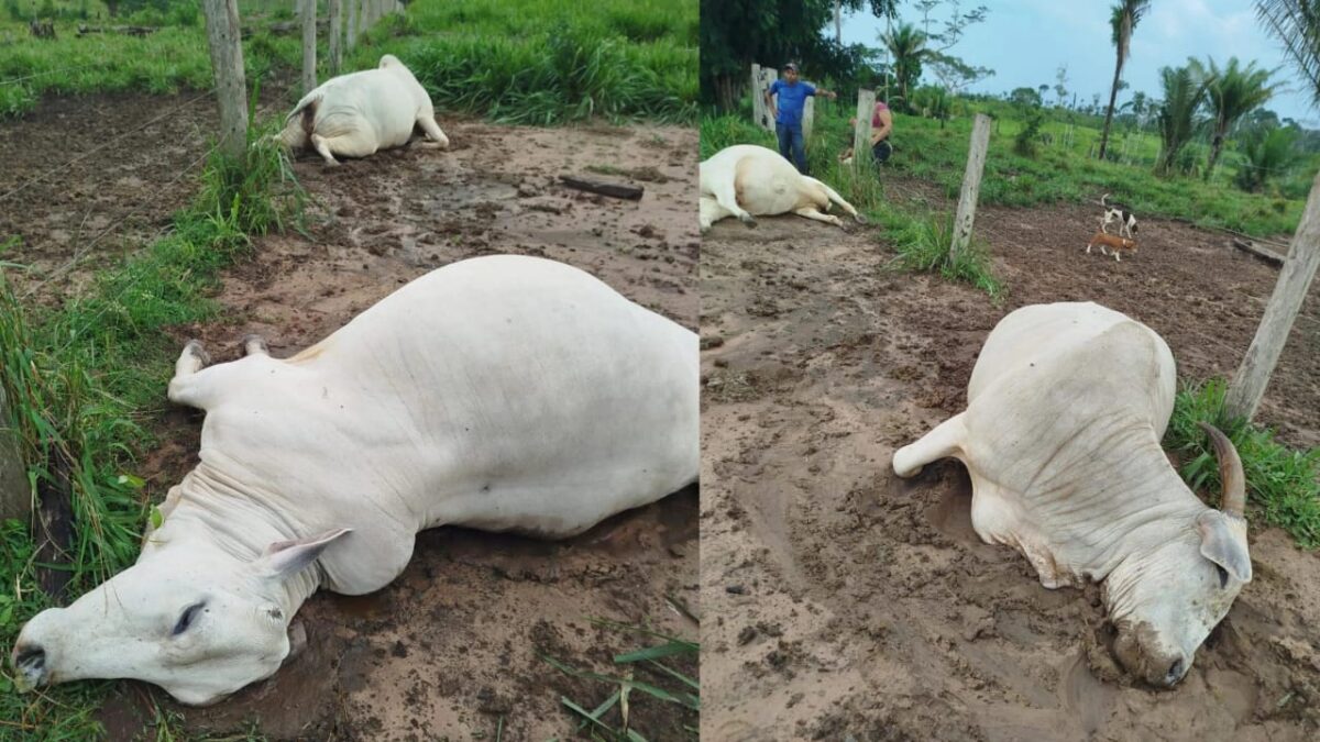 Raio atinge propriedade no ramal do km 25 e mata duas vacas