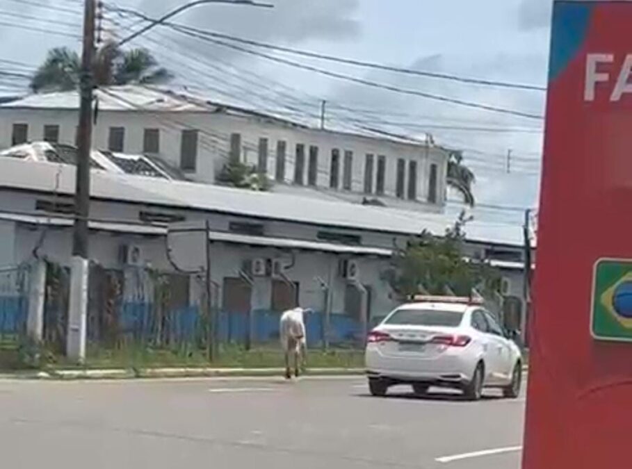 Boi solto corre pelas ruas de Sena Madureira e surpreende moradores