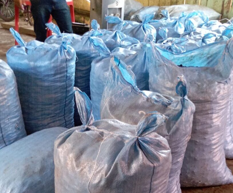 Concorrência entre empresários dobra o preço da castanha em Sena Madureira