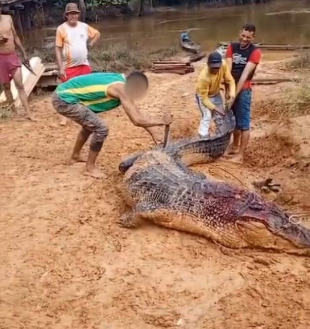 Jacaré-açu gigante é capturado por moradores em Porto Acre; caso será investigado