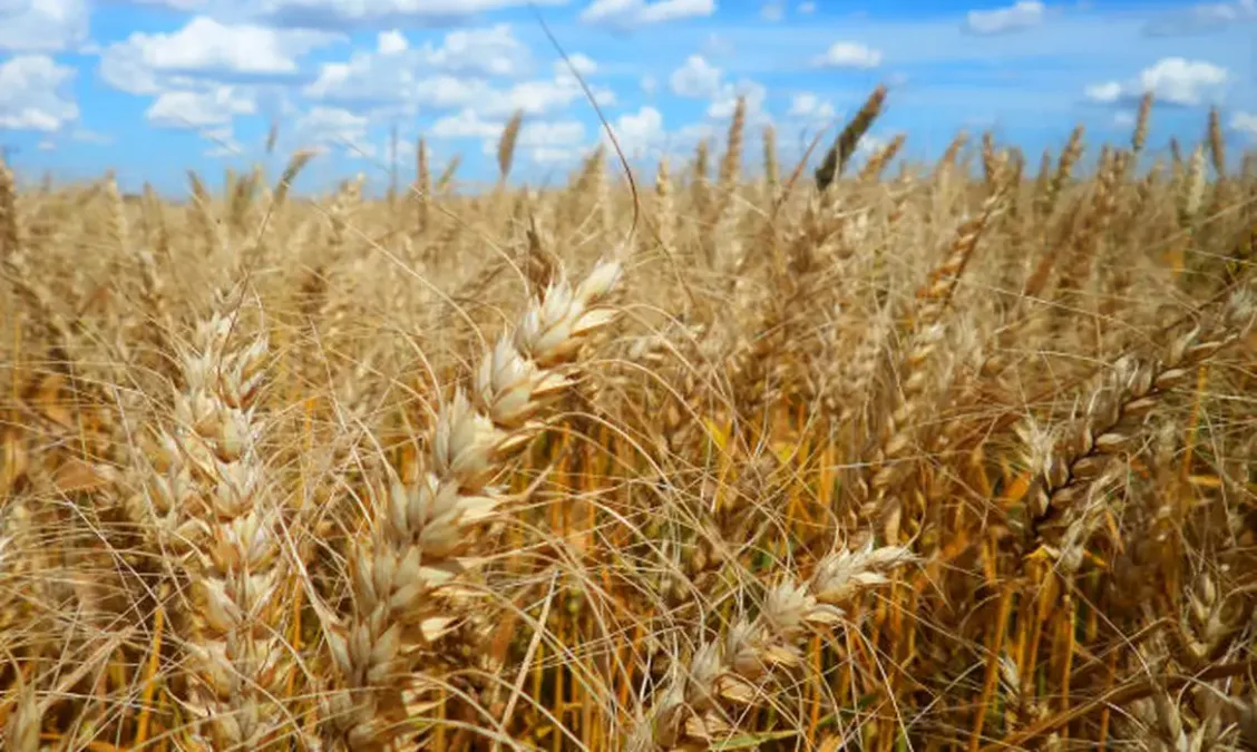 Calor extremo afeta lavouras e ameaça produção de alimentos no Brasil