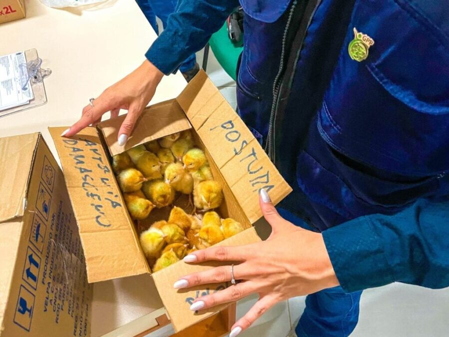 Governo do Acre convoca produtores para retirada de pintos caipiras em Rio Branco