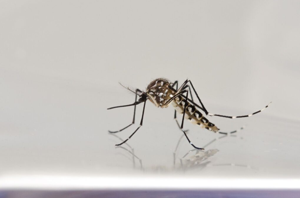 Cruzeiro do Sul declara emergência em saúde após aumento de 948% nos casos de dengue