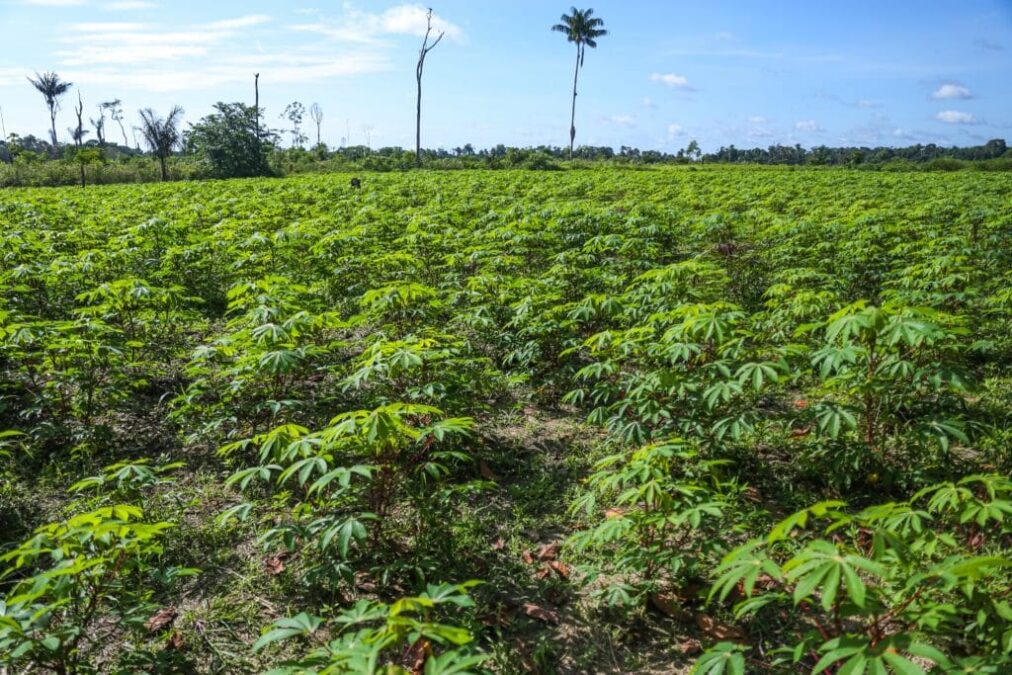 Acre investe na recuperação de áreas degradadas para fortalecer a agricultura sustentável