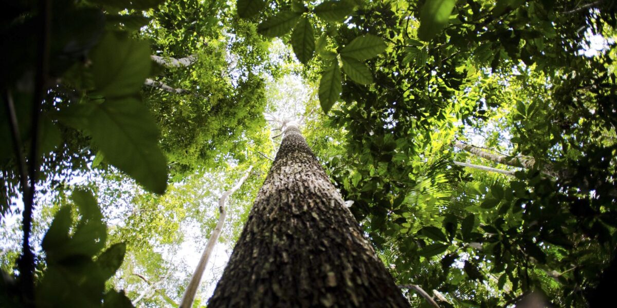 Irlanda anuncia doação de R$ 91 milhões para o Fundo Amazônia