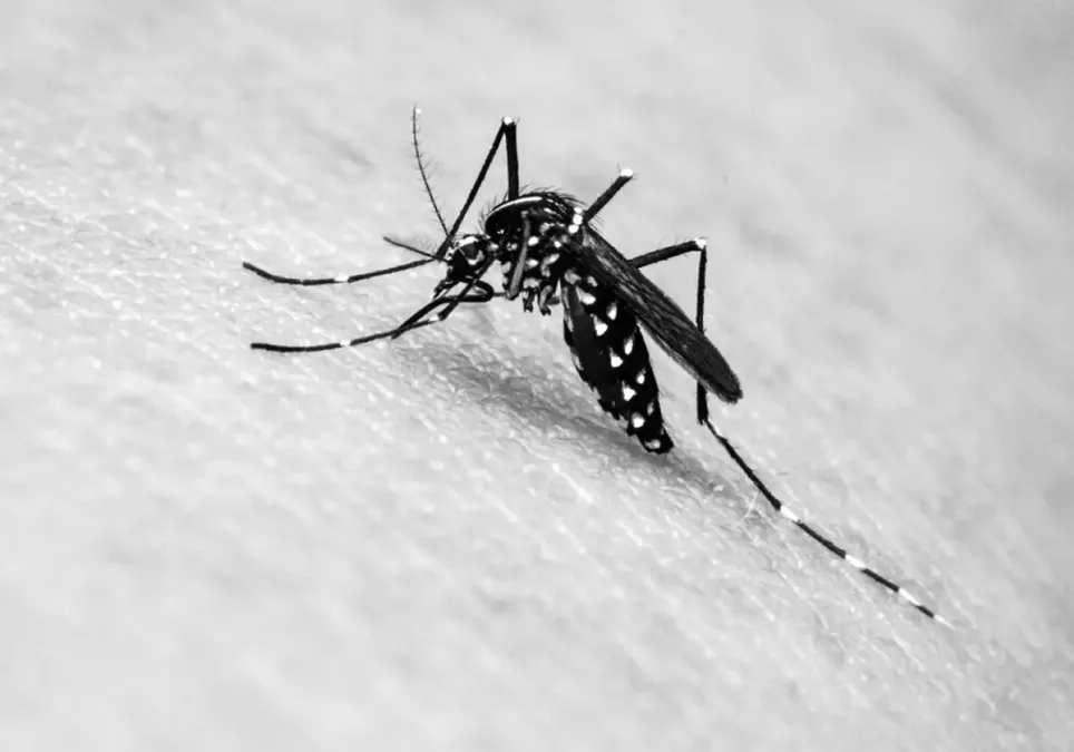 Acre registra quase 2 mil casos de dengue e três mortes em 2025, segundo Sesacre