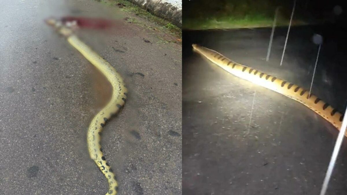 Sucuri de 5 metros flagrada atravessando BR-364 é encontrada morta horas depois em Manoel Urbano