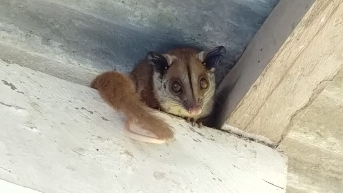 Animal silvestre surpreende estudantes em escola de Manoel Urbano