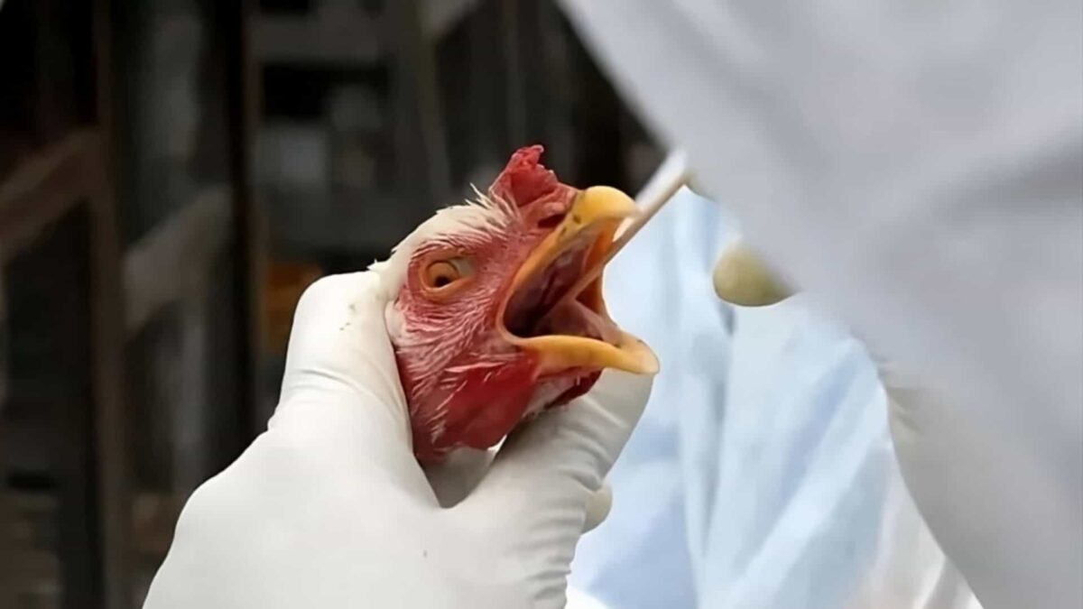 Governo confirma primeiro caso de gripe aviária em granja comercial no Brasil