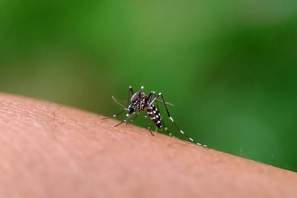 Prefeitura de Rio Branco prorroga situação de emergência em saúde pública por alta de casos de dengue