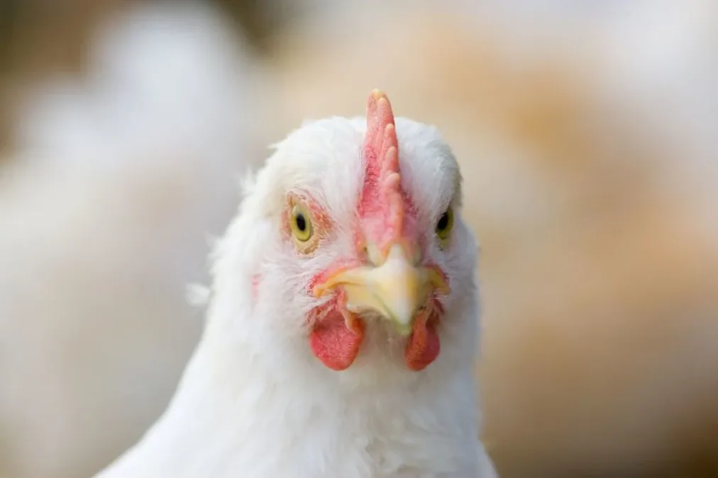 Surto de gripe aviária em granja no RS acende alerta, mas especialistas dizem que Brasil pode conter avanço