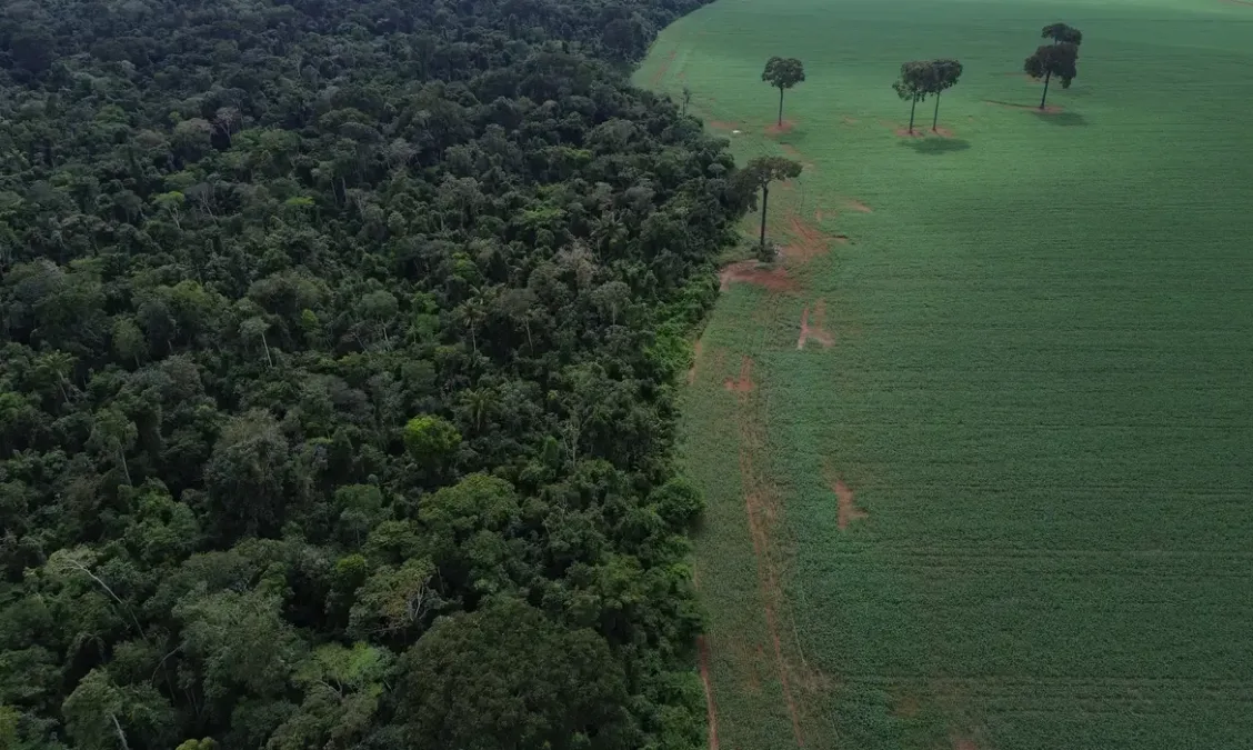 Incêndios impulsionam recorde de destruição de florestas tropicais em 2024