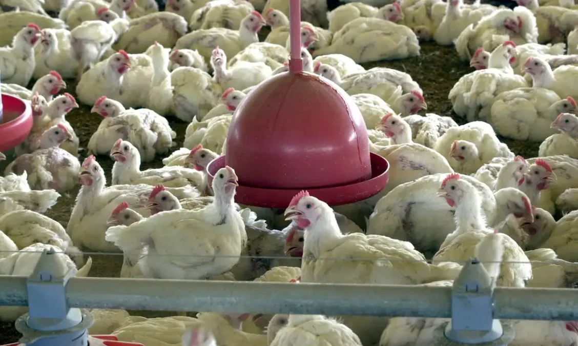 China, União Europeia e Argentina suspendem compras de carne de frango do Brasil após foco de gripe aviária no RS