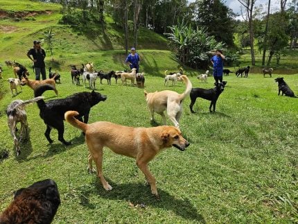 voce-realmente-entende-o-que-seu-cachorro-esta-sentindo?-a-ciencia-explica!