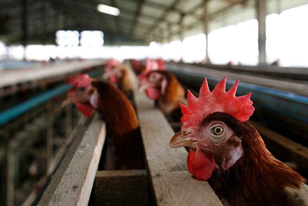 gripe-aviaria:-goias-confirma-primeiro-caso-em-aves-de-subsistencia