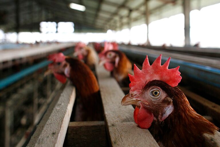 gripe-aviaria:-goias-confirma-primeiro-caso-em-aves-de-subsistencia