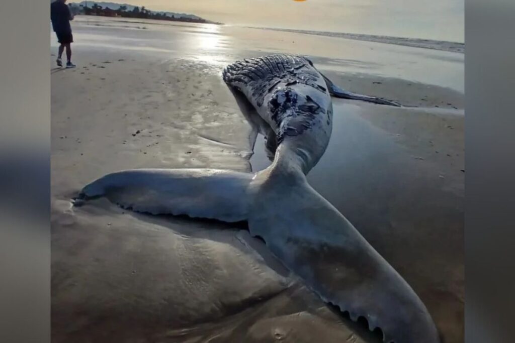baleia-jubarte-de-quase-8-metros-e-encontrada-morta-em-praia.-veja