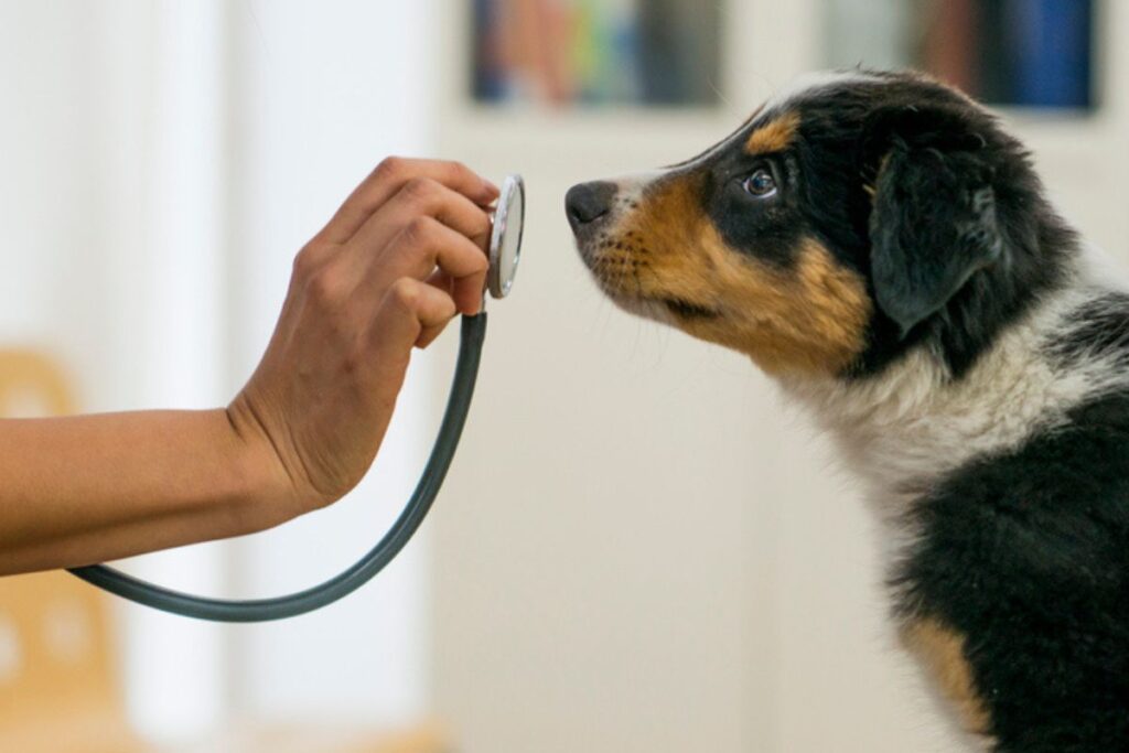 pesquisa:-veterinarios-perdem-espaco-na-decisao-de-compra-dos-tutores