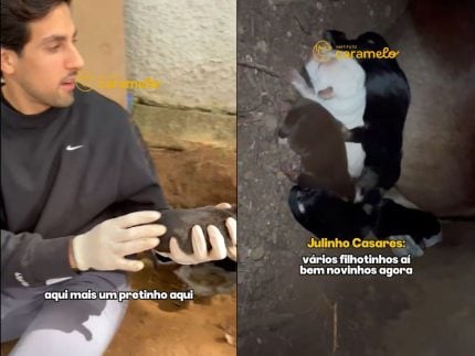 final-feliz:-cadela-claudia-e-resgatada-com-seus-seis-filhotes