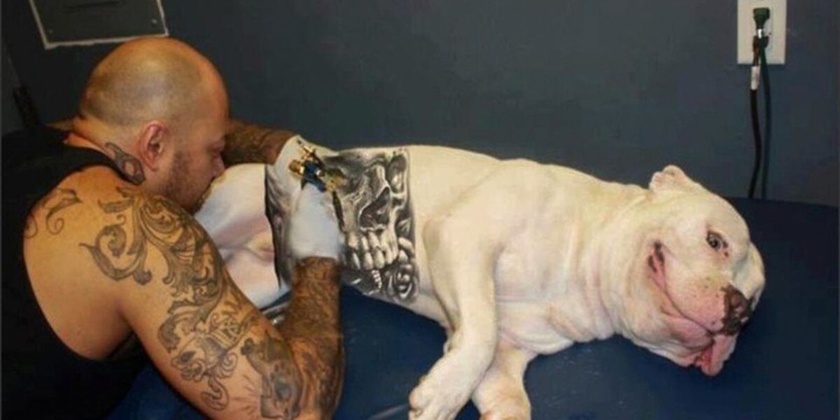 Governo sanciona lei que proíbe tatuagens e piercings em cães e gatos