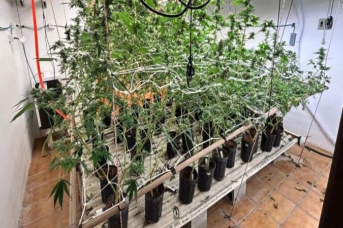 mansao-do-skunk:-casa-em-sc-era-usada-para-cultivo-de-“supermaconha”