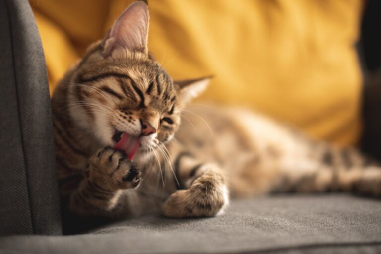 conheca-as-7-racas-de-gato-mais-energicas-e-animadas