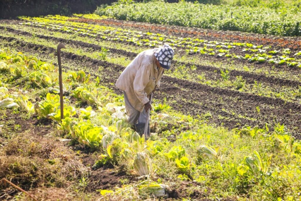agricultura-regenerativa-e-mais-uma-aposta-contra-mudancas-climaticas