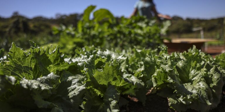 parceria-destina-r$-299-milhoes-para-agricultura-familiar-na-bahia