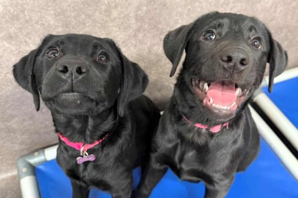 Labradora filhote faz melhor amiga em creche; e vem uma surpresa