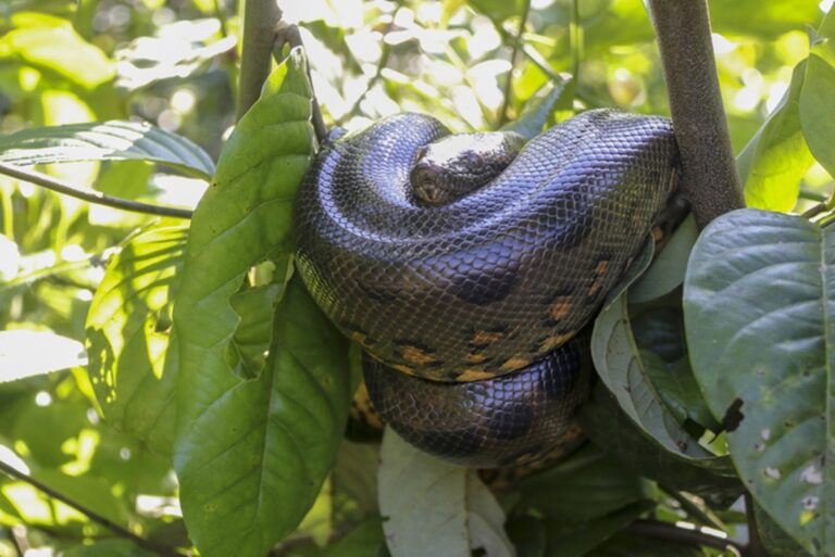 como-uma-anaconda-brasileira-de-80-kg-faz-para-subir-em-arvores?