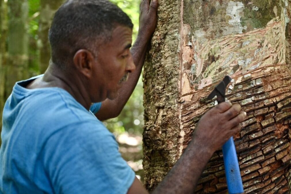 Governo do Acre moderniza pagamento da subvenção da borracha e valoriza extrativistas com repasse direto em conta