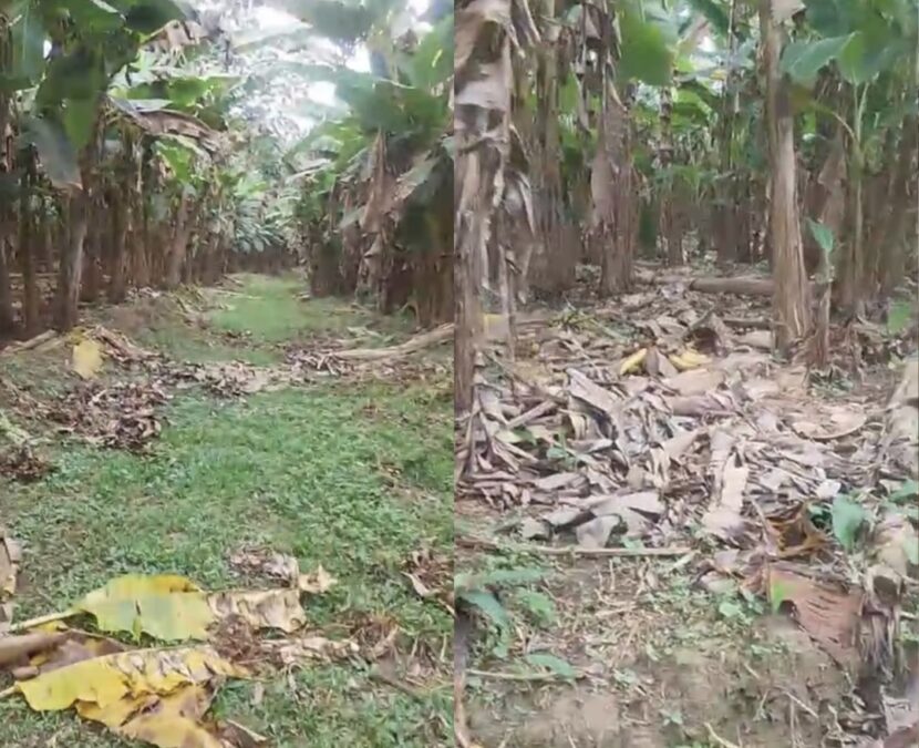 Produtor rural pede apoio e Prefeitura de Sena Madureira promete ação urgente em ramal crítico