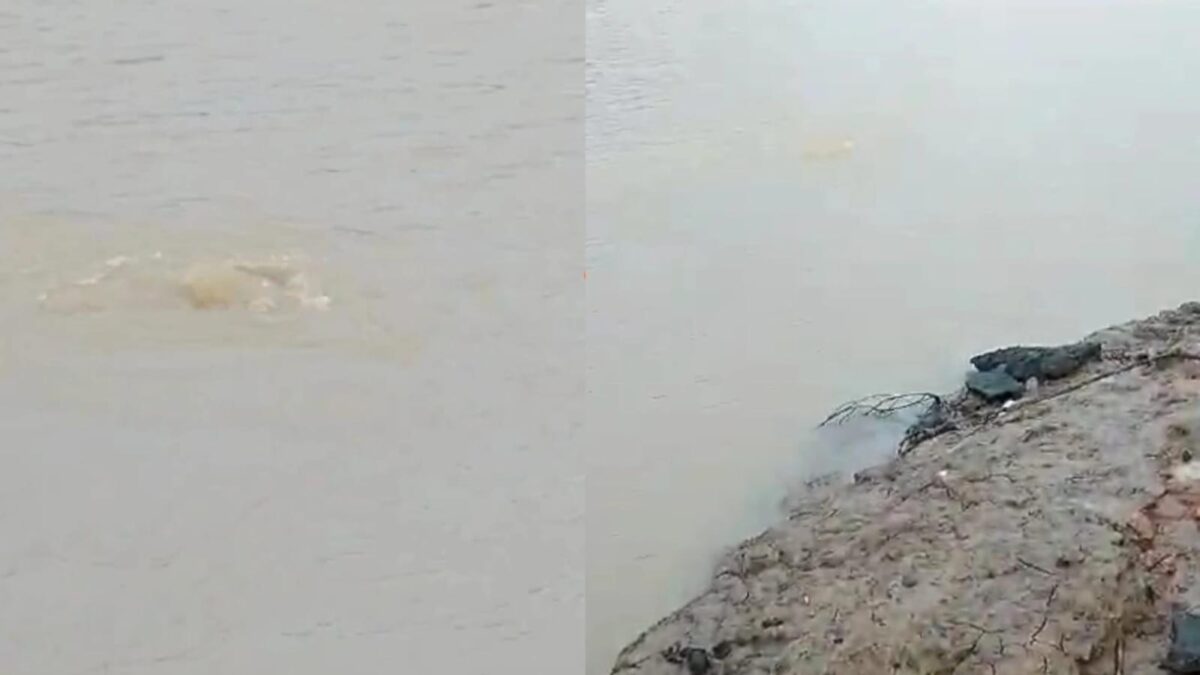 VÍDEO: Morador registra suposta cobra gigante no rio Iaco em Sena Madureira
