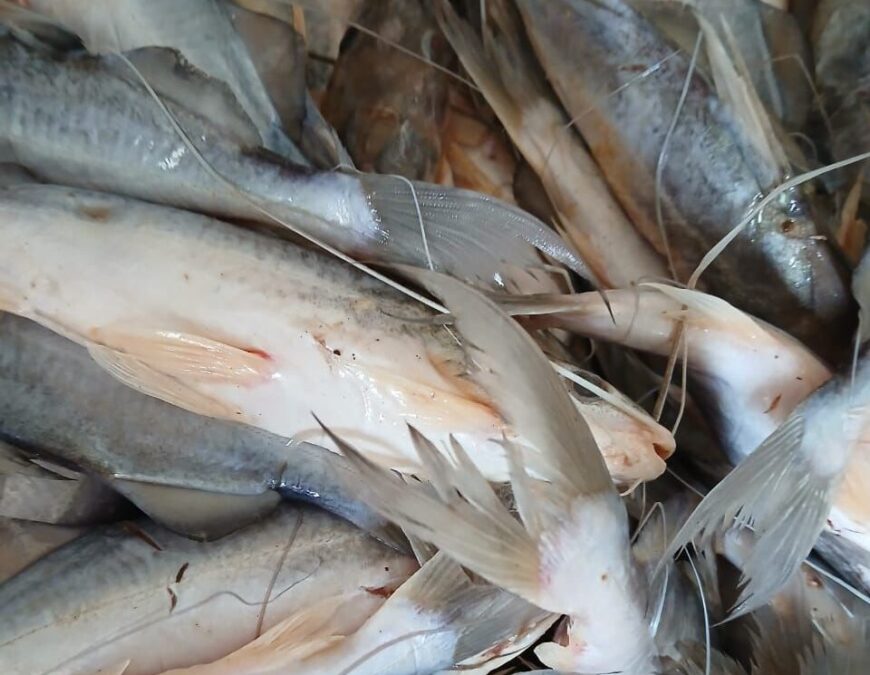 Primeira remessa de mandim do ano chega ao mercado do peixe de Sena Madureira
