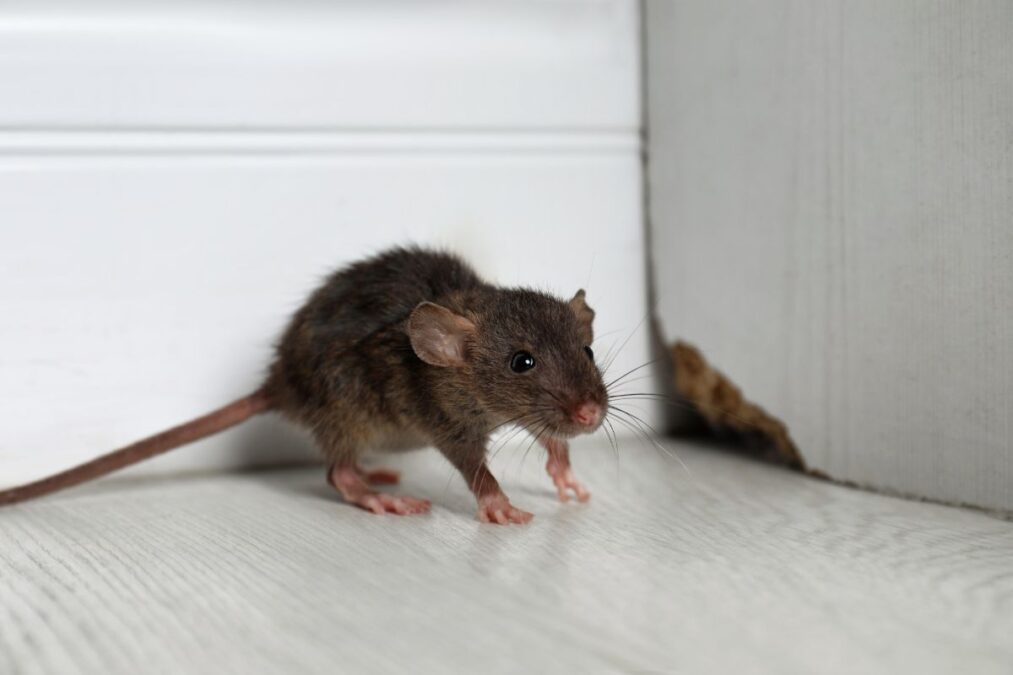Ratos em casa? Veja como “acabar” com eles sem veneno e com segurança