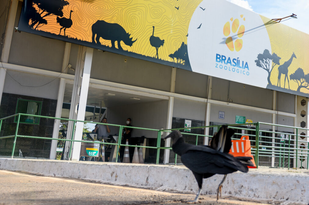 Entenda o motivo do Zoo de Brasília ainda não ter data para reabertura