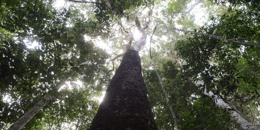 brasil-espera-mobilizacao-de-brics-para-resultados-ambiciosos-na-cop30