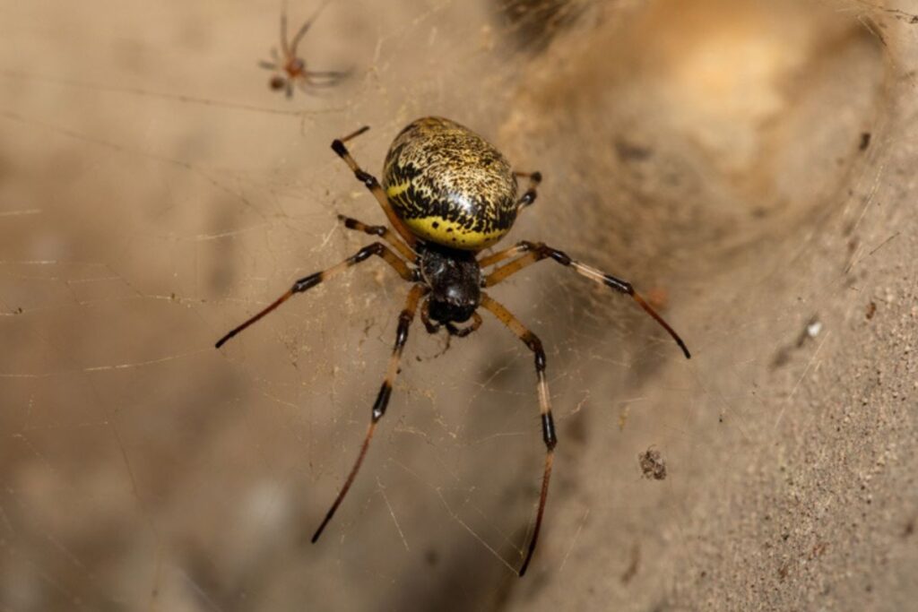 biologo-indica-4-formas-de-“blindar”-a-casa-do-aparecimento-de-aranhas