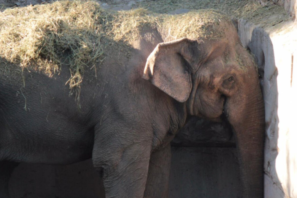 ativista-que-acompanhava-caso-de-elefante-tamy-lamenta-despedida