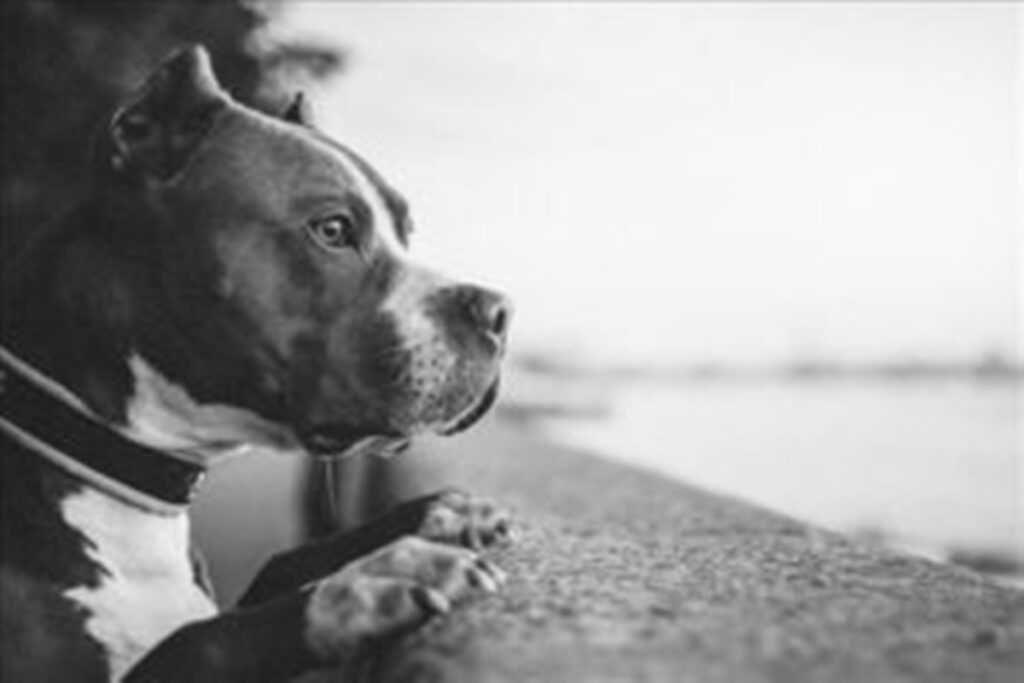 estigmatizacao-e-violencia:-veterinarios-explicam-ataques-de-pit-bulls