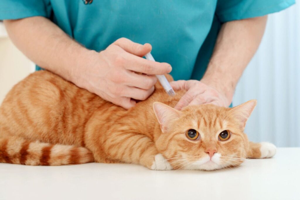 julho-dourado:-conheca-as-diferentes-vacinas-para-caes-e-gatos