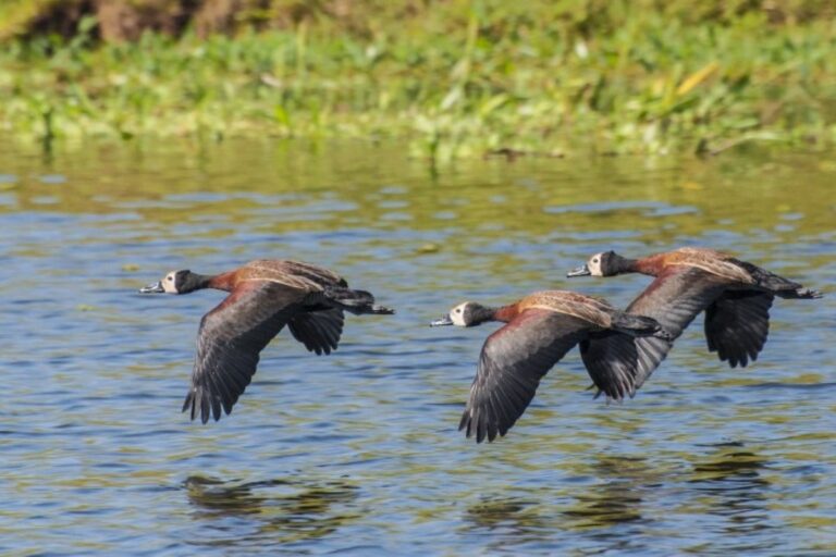 sp-registra-casos-de-gripe-viaria-em-aves-vistas-no-parque-ibirapuera