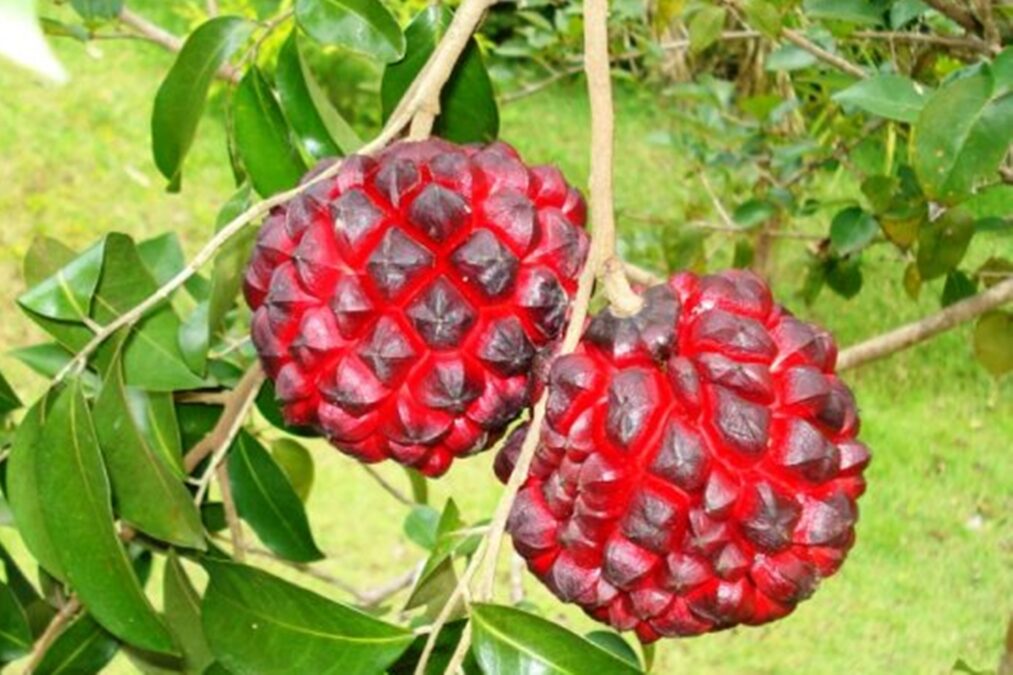 Pindaíba: fruta brasileira rica em antioxidantes protege o coração