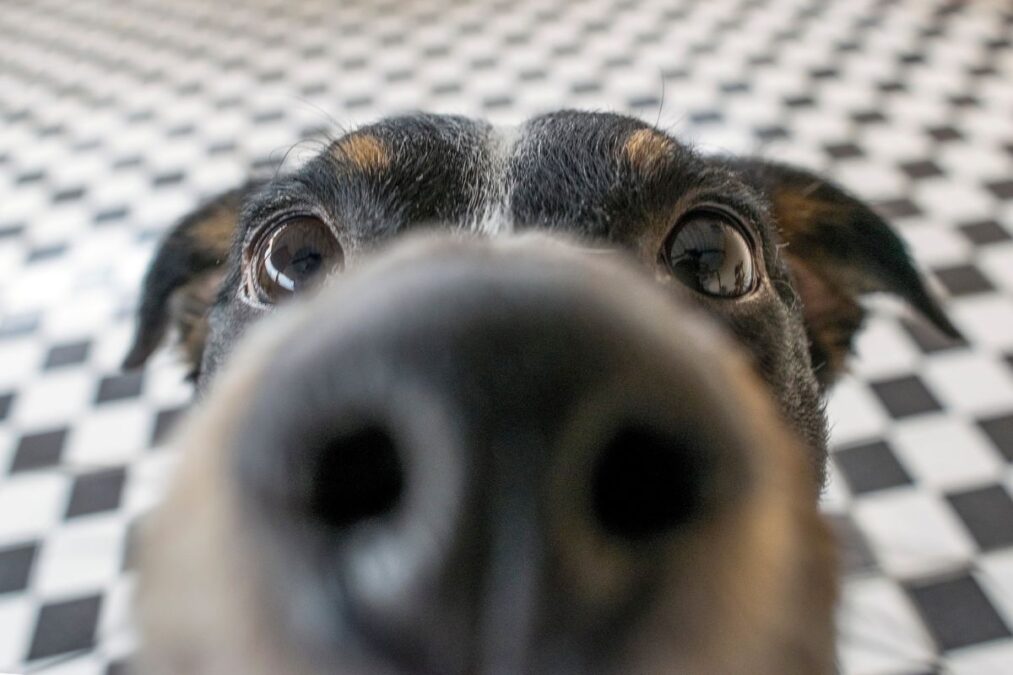 Obediência ou intuição? Descubra se cães reconhecem palavras humanas