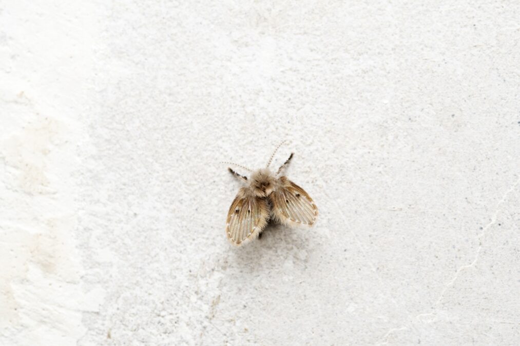 Como surgem as mosquinhas de banheiro? Saiba como se livrar delas