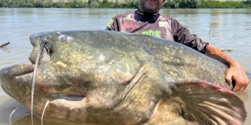 bagre-gigante-de-quase-3-metros-bate-recorde-e-viraliza-nas-redes